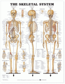 ANAT Chart, Skeletal System, Styrene, 20"x26"