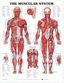 ANAT Chart, Muscular System, Styrene Chart, 20"x26"