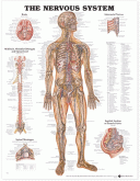 ANAT Chart, The Nervous System, Styrene, 20"x26"