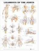 ANAT Chart, Ligaments of the Joints, Styrene, 20"x26"