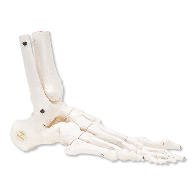 A3B Model, Foot and Ankle Functional Right