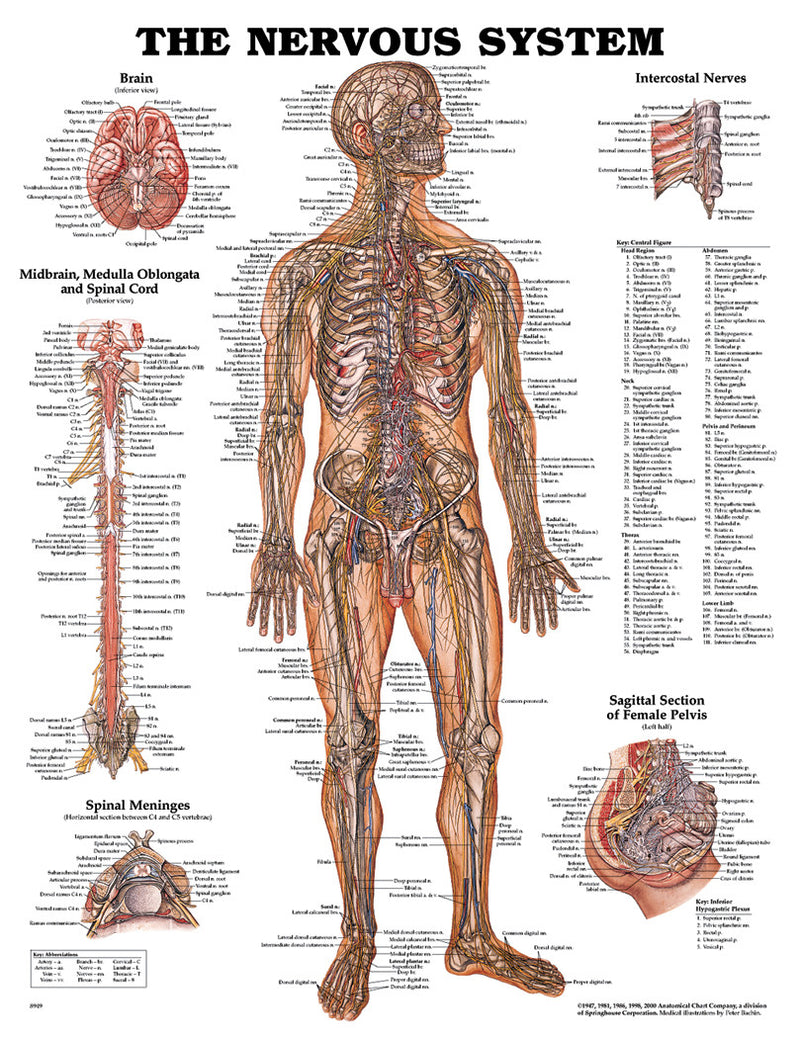 ANAT Poster, Nervous System, Styrene