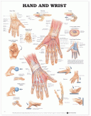 ANAT Chart, Hand and Wrist, Styrene, 20"x26"
