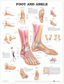 ANAT Chart, Foot and Ankle, Styrene, 20"x26"