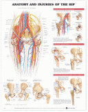 ANAT Chart, Anatomy & injuries of the Hip, Styrene