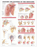 ANAT Chart, Anatomy & Injuries Shoulder Plastic