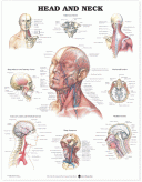 ANAT Chart, Head & Neck, Plastic Laminate, 20"x26"