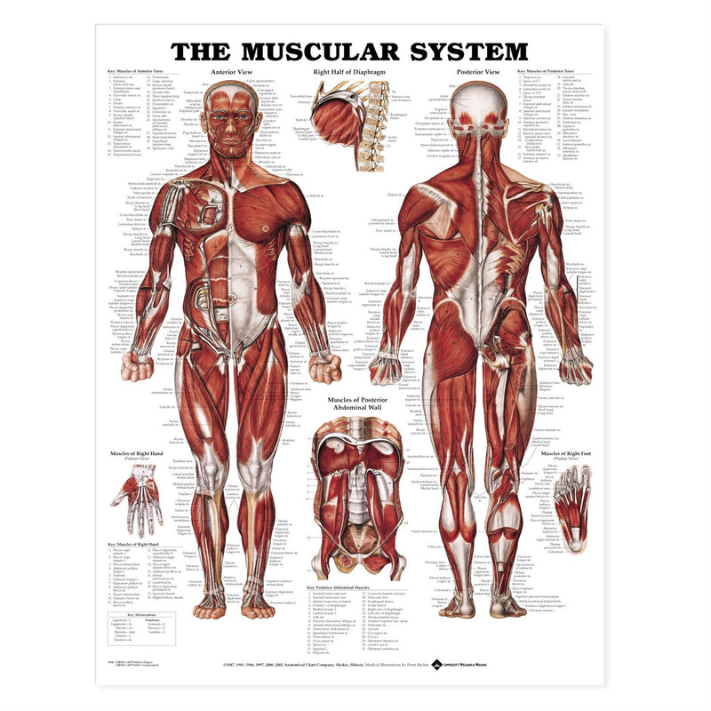 ANAT Poster, Muscular System, 20"x26", Laminated